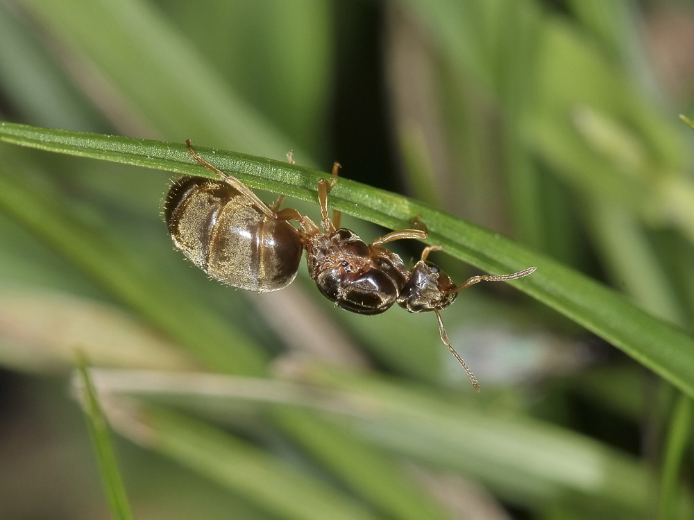 Lasius sp. Copula e dismissione dell''abito nuziale